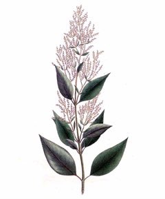 Pfaffia paniculata Pfaffia Pfaffia paniculata Pfaffia